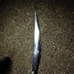 岸和田エリアでのワインド釣果