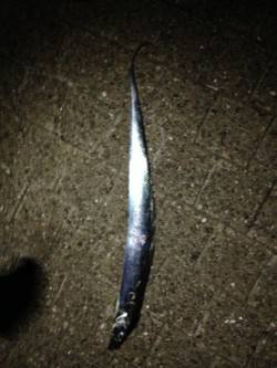 岸和田エリアでのワインド釣果