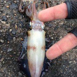 蒲入でエギング　そろそろ大物が狙える時期に^o^