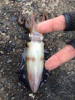 蒲入でエギング　そろそろ大物が狙える時期に^o^