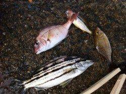 人生初のシマイサキ！葛野浜での投げ釣り釣果