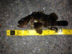 淀川河口アジングのちチニング釣果