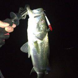 バイブレーションでＨＩＴ！ 紀ノ川シーバス