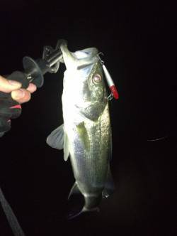 バイブレーションでＨＩＴ！ 紀ノ川シーバス…