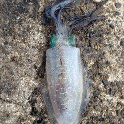 蒲入でエギング　そろそろ大物が狙える時期に^o^