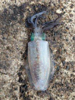 蒲入でエギング　そろそろ大物が狙える時期に^o^