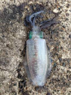 蒲入でエギング　そろそろ大物が狙える時期に…