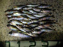 貝塚周辺でアジング～中層から底にアタリが集中