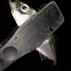 汐見埠頭にて夕方サビキ、その後アジング