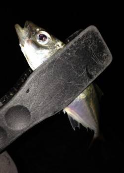 汐見埠頭にて夕方サビキ、その後アジング