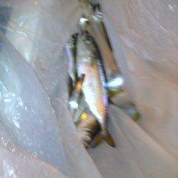 汐見埠頭で太刀魚とアジが交互に釣れました♪