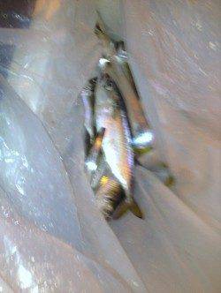 汐見埠頭で太刀魚とアジが交互に釣れました♪