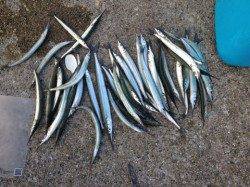 サヨリがバンバン釣れまくり♪