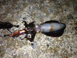 台風後の養老、エギングでアオリ胴長17cm