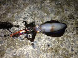 台風後の養老、エギングでアオリ胴長17cm…