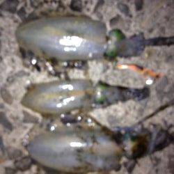 久しぶりに南下してエギングを楽しみました