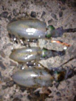 久しぶりに南下してエギングを楽しみました