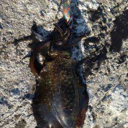 余部　表層狙いのエギングでアオリイカ　小さいながらも満足な結果