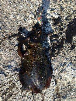 余部　表層狙いのエギングでアオリイカ　小さいながらも満足な結果