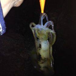 田結漁港でエギング、まだサイズは小さいです