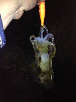 田結漁港でエギング、まだサイズは小さいです