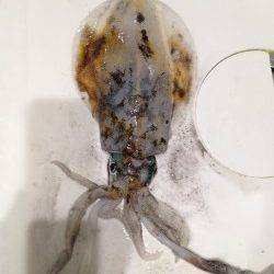 とっとパークでエギング　二投目でいいサイズのアオリ！