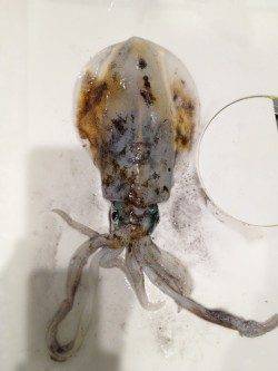 とっとパークでエギング　二投目でいいサイズのアオリ！