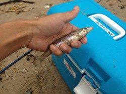 須磨での投げ釣りでキス　居るトコには居る！