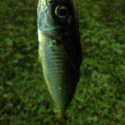 岸和田エリアでのアジング釣果