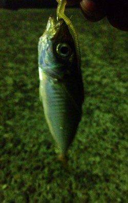 岸和田エリアでのアジング釣果