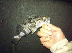 でかアジを求め…【高砂埋立地でアジング釣行】