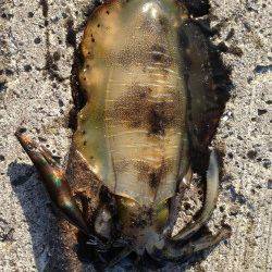 余部　表層狙いのエギングでアオリイカ　小さいながらも満足な結果