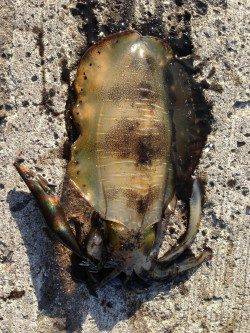 余部　表層狙いのエギングでアオリイカ　小さいながらも満足な結果