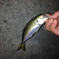 舞洲　ベタ底のズル引きオンリーのアジング☆