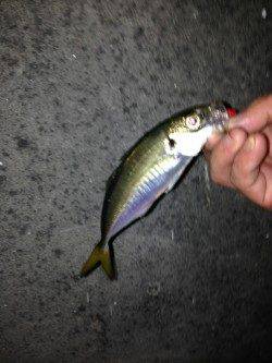 舞洲　ベタ底のズル引きオンリーのアジング☆