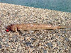 サビキでアジ爆釣☆5cm～20cmこえるサイズも！