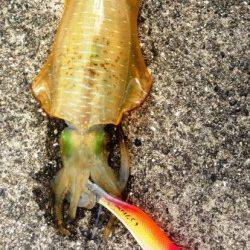 白浜の湾内でキャスト、海中の岩周りで何とか2杯