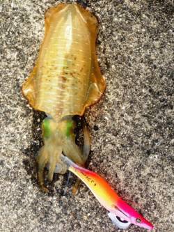 白浜の湾内でキャスト、海中の岩周りで何とか…