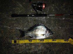 アジングのちチニングでアジ・ガシラ・キビレ