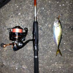 舞洲、リベンジでアジ狙い