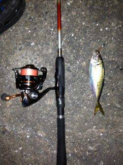 舞洲、リベンジでアジ狙い