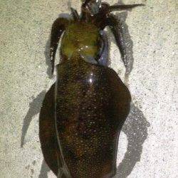 アジュール舞子～西舞子　強風下エギングでアオリ狙い