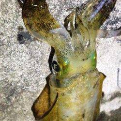 アジュール舞子～西舞子　強風下エギングでアオリ狙い