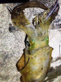 アジュール舞子～西舞子　強風下エギングでアオリ狙い