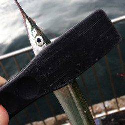 南芦屋浜 ライントラブルで納竿も、サヨリは当分狙えそう