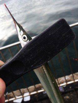 南芦屋浜 ライントラブルで納竿も、サヨリは当分狙えそう