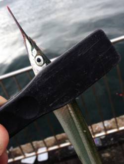 南芦屋浜　ライントラブルで納竿も、サヨリは…