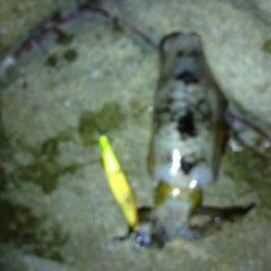 丸山　爆風の中でのエギング後アジング