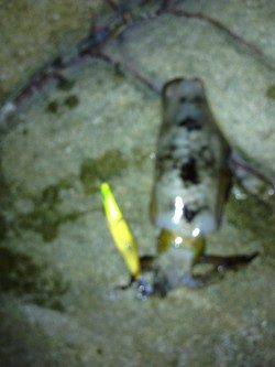 丸山　爆風の中でのエギング後アジング