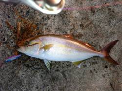 エギング&ショアジギングでアオリ・…